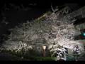 Sotte Bosse 「ひらり」