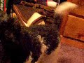 Jasper is for Sale Pure breed Toy Poodle