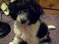 Jasper is for Sale Pure breed Toy Poodle