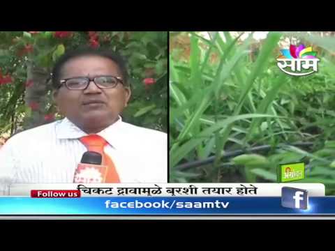 how to get rid whitefly