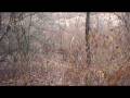 videos de Skyview's Walker Jen & Little Maye Stonewall Jackson Lake Dec. 4th. 2008 Rabbit Hunt