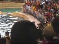Dolphin-Show-Part-II