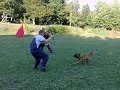 Malinois,Iman de Alphaville Bohemia,obrana Jelenec2008