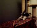videos de Cattery Bulan Baru's new kittens day 49