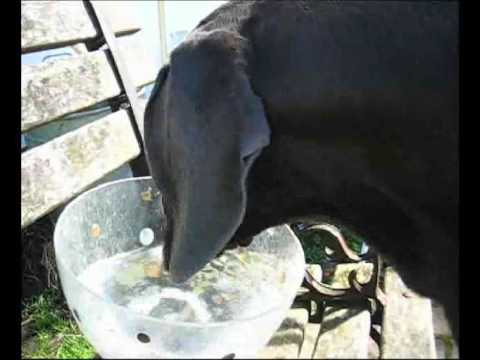dogue allemand