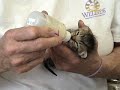 Newborn kitty bottle-feeding