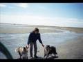 Borzoi video