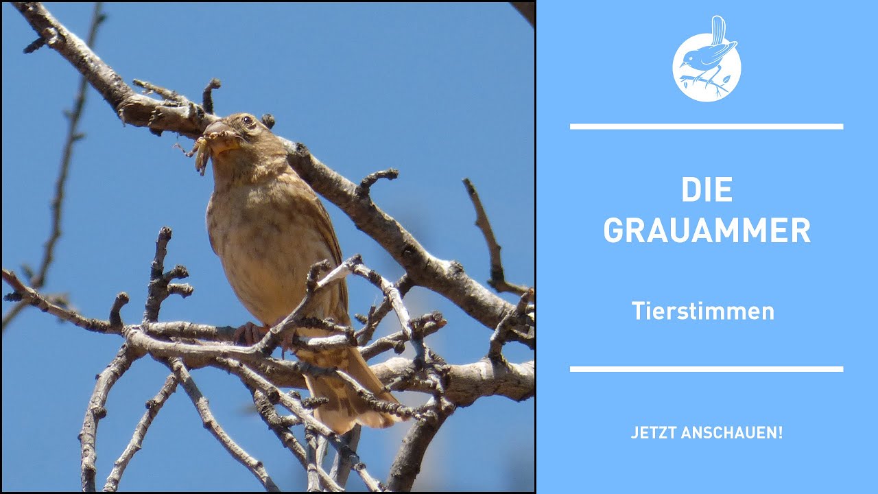 Vogelstimmen: Die Grauammer - Corn bunting - Emberiza calandra (4k)