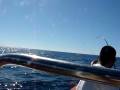 videos de Los Kabos fishing-Merlin