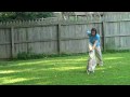 Whippet Catches a Frisbee