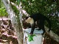 smart Capuchin monkey in Manuel Antonio National Park
