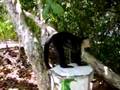 smart Capuchin monkey in Manuel Antonio National Park