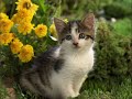 cutest kitten ever