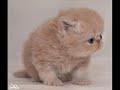 cutest kitten ever