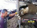 pedicure for cows