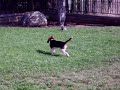 Our puppy, Bagel, scared & barking at new toy Our puppy, Bagel, scared & barking at new toy