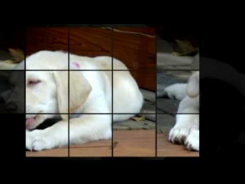 The Many Faces of Daisy the Yellow Lab Puppy