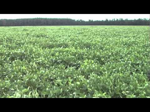 how to control kudzu bugs