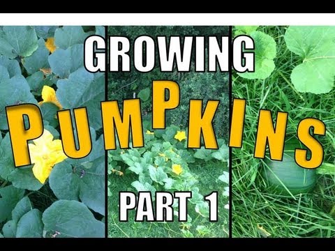how to grow jack o lantern pumpkins