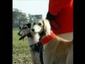 Saluki coursing in the UK before the ban - سلق مقاطع صور