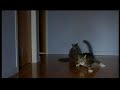 Sliding cats in a hurry to get through the cat flap w/ music