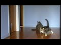Sliding cats in a hurry to get through the cat flap w/ music Sliding cats in a hurry to get through the cat flap w/ music