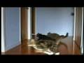 Sliding cats in a hurry to get through the cat flap w/ music