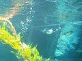 New Zealand Video X27