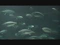 tokyo sea life park 「葛西臨海水族園」