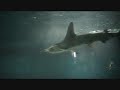 tokyo sea life park 「葛西臨海水族園」