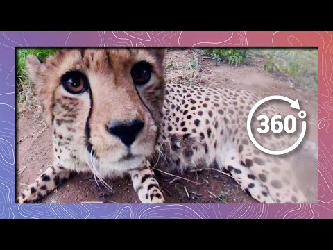 Lick, Bite, and Roll | Cheetah in 360 5K - YouTube