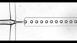 Protein encapsulation