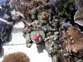 outside reef tank