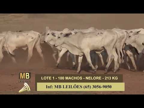 1� LEIL�O VIRTUAL FAZENDA NAYARA & CONVIDADOS