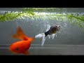 goudvis gefilmt met Lumix FT-1