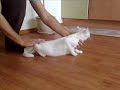 Cat & Tape