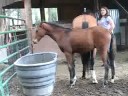 Ponies laying down... cute