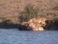 Battle at Kruger