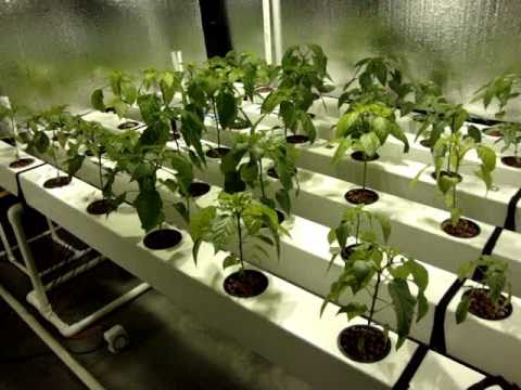 growing system: How to build a DIY Aeroponics growing system ...