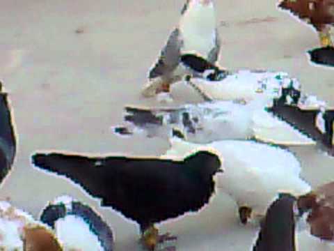 الاردن..طيور..حمام -