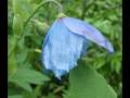 Meconopsis sinivaleunikko Meconopsis sinivaleunikko