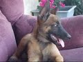 Belgian Malinois pup at play Belgian Malinois pup at play