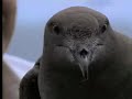 Bird calls from David Attenborough invite wild petrel birds from Lord Howe Island, Australia - BBC