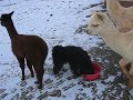 Alpaca crias and puli on the farm Alpaca crias and puli on the farm