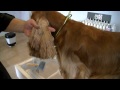 PELUQUERÍA CANINA COCKER INGLES - GROOMING ENGLISH SPANIEL COCKER Spanish Spaniel