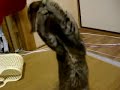 猫動画