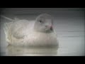 Glaucous Gull Glaucous Gull