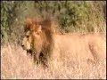 cheetah chase jackal