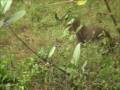 Ghostly Animal