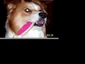 My Puppy Rusty (with Psychotron by Megadeth)
